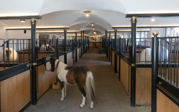 La decouverte du fonctionnement d’un centre equestre a marcoux